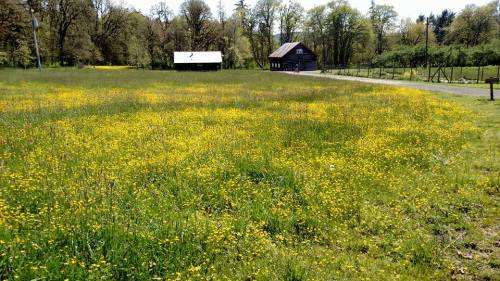 A vibrant field of yellow flowers stretches across green grass, with two rustic buildings in the background and trees nearby.
