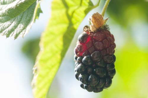 A close-up of a ripe blackberry hanging from a green leaf, with sunlight illuminating its glossy surface.