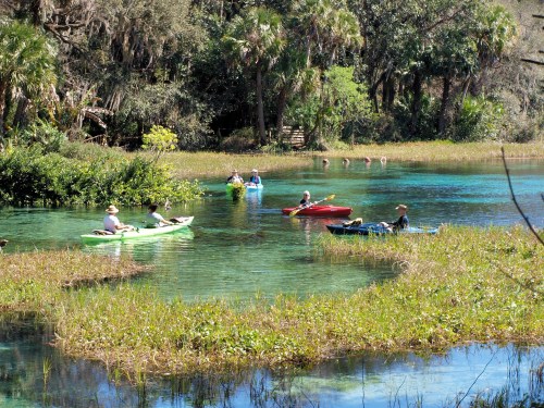 A group of people kayaking in a serene, clear blue waterway surrounded by lush greenery and tall grasses.