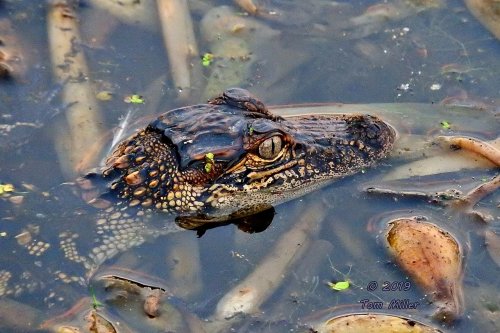 A close-up of a crocodile's head partially submerged in murky water with plants around it.