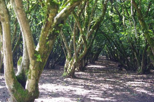 A serene forest scene with tall, moss-covered trees and a clear path through the greenery.