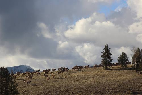 A herd of deer grazes on a hillside under a cloudy sky, with mountains in the background.