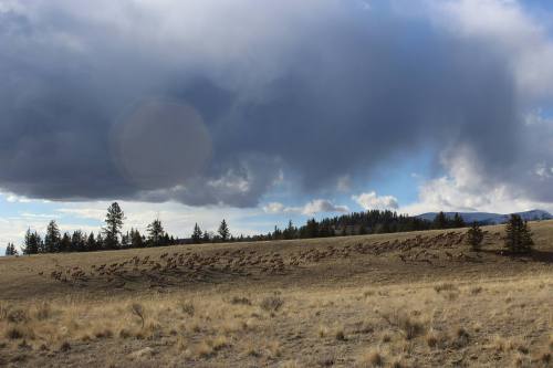 A herd of elk grazes on a grassy hillside under a cloudy sky with distant mountains.