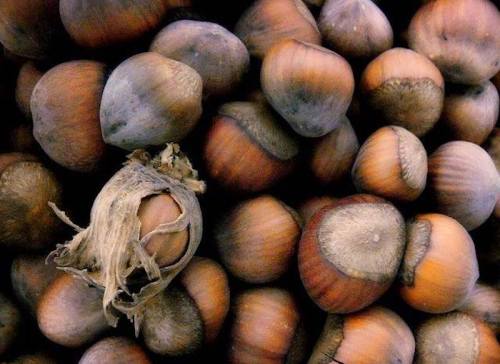 A close-up of a pile of hazelnuts, showcasing their smooth, brown shells and varying shades.