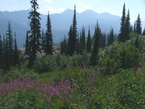 A scenic landscape featuring tall pine trees, vibrant purple flowers, and distant mountains under a clear blue sky.