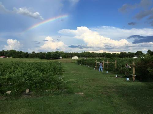 A lush field with people picking berries under a rainbow and blue sky, surrounded by green trees and clouds.