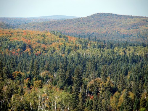 A panoramic view of a forested landscape with vibrant autumn foliage and rolling hills in the background.