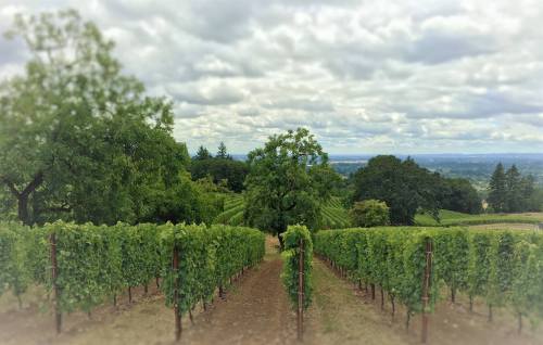 A scenic vineyard with rows of grapevines, lush greenery, and a cloudy sky in the background.