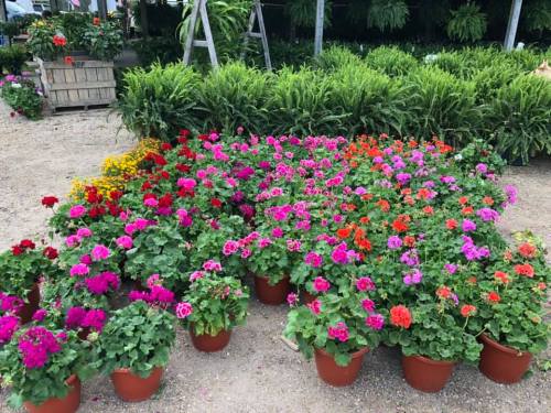 A vibrant display of potted flowers in various colors, including pink, red, and orange, arranged in a garden setting.