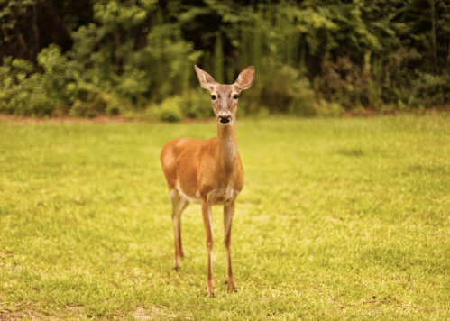 A deer stands in a grassy area, surrounded by trees, looking directly at the camera.
