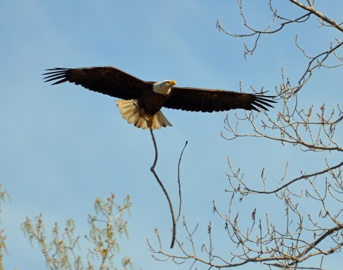 A bald eagle soaring through the sky, carrying a stick in its beak, with bare branches in the background.