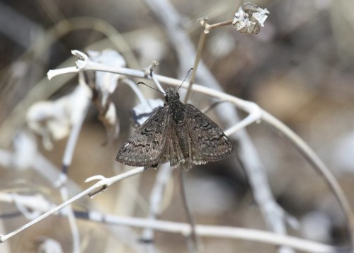 A brown butterfly resting on dry twigs, blending into its surroundings in a natural setting.