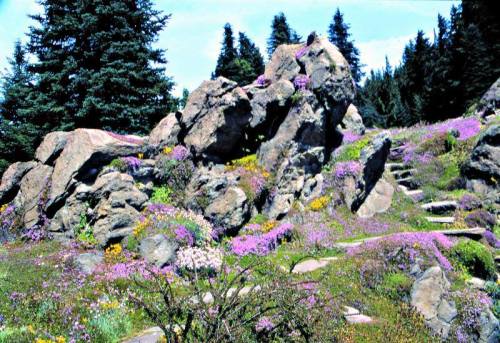 A rocky landscape adorned with vibrant purple flowers and greenery, surrounded by tall evergreen trees under a clear blue sky.