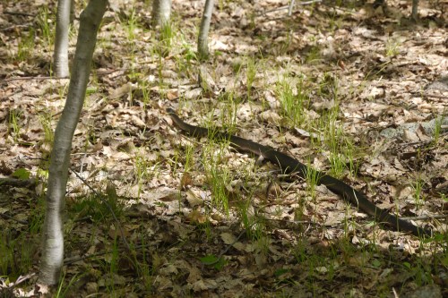 A snake slithering through a forest floor covered in leaves and grass, with trees in the background.