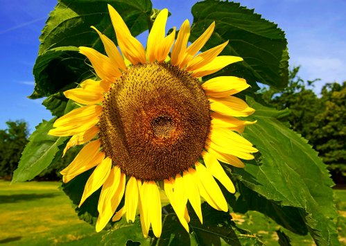 A vibrant sunflower with bright yellow petals and a textured brown center, surrounded by green leaves against a blue sky.