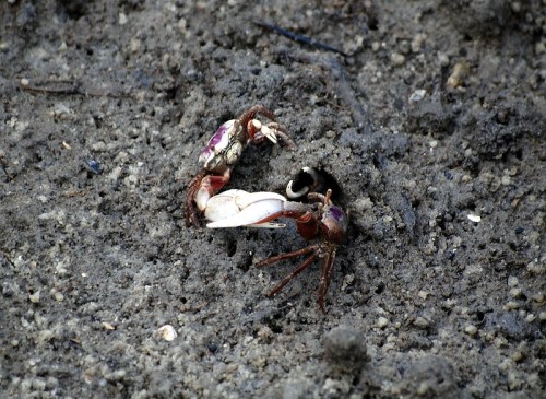 A crab with a large claw emerges from a burrow in sandy soil, surrounded by small pebbles and dirt.