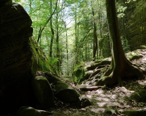 A serene forest scene with tall trees, lush greenery, and a rocky path leading through the woods.