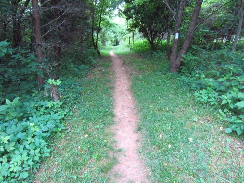 A narrow dirt path winding through a lush green forest, surrounded by trees and foliage.