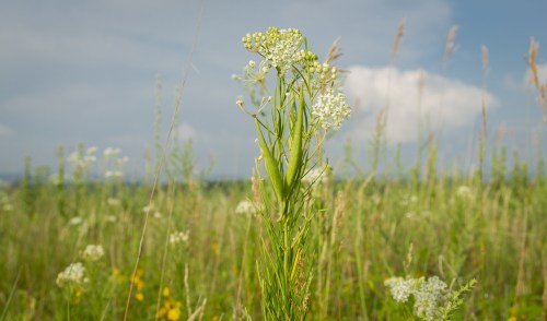 A tall green plant with small white flowers stands in a grassy field under a cloudy sky.