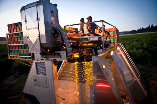 A harvesting machine in a field at dusk, with two people on board and crates of produce stacked nearby.