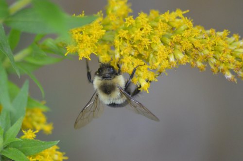 A close-up of a bumblebee collecting pollen from bright yellow flowers.