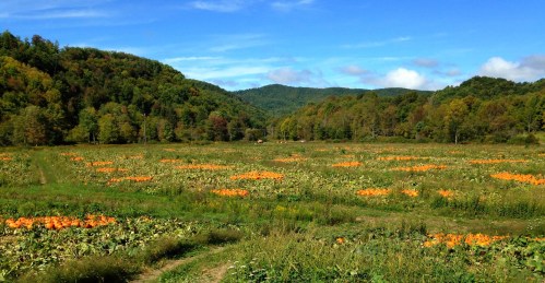 A scenic pumpkin field with vibrant orange pumpkins, surrounded by green hills and a clear blue sky.
