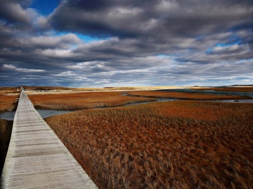 A wooden boardwalk stretches through a marshland, surrounded by tall grasses and dramatic, cloudy skies.