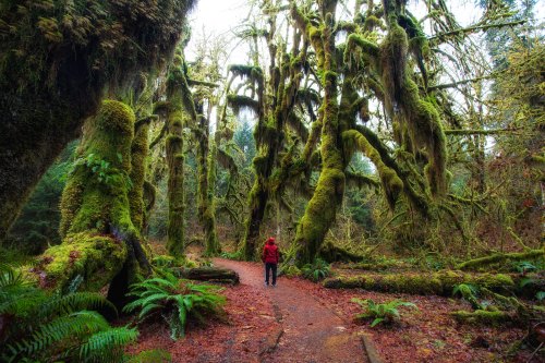 A person in a red jacket stands on a path surrounded by tall, moss-covered trees in a lush, green forest.