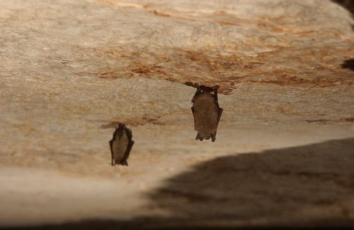 Two bats hanging upside down from a rocky ceiling in a cave.