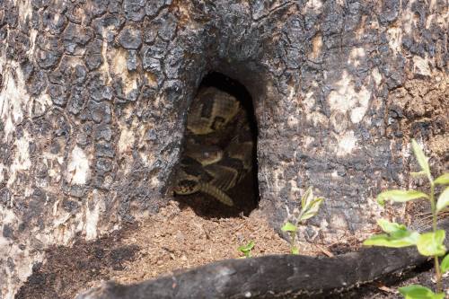 A snake peeks out from a hole in a charred tree trunk, surrounded by soil and small green plants.