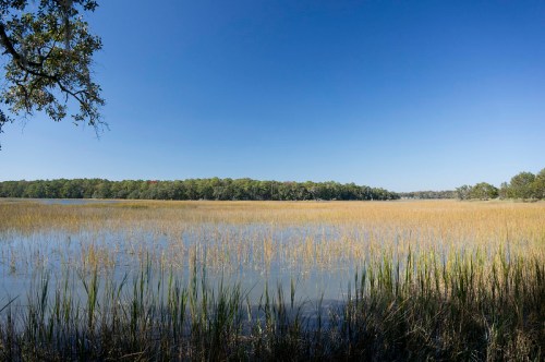 A serene landscape featuring a calm water body surrounded by tall grasses and trees under a clear blue sky.