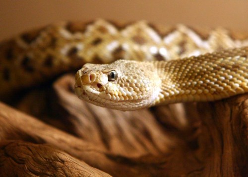 Close-up of a light-colored snake resting on a wooden surface, showcasing its textured scales and distinct head features.