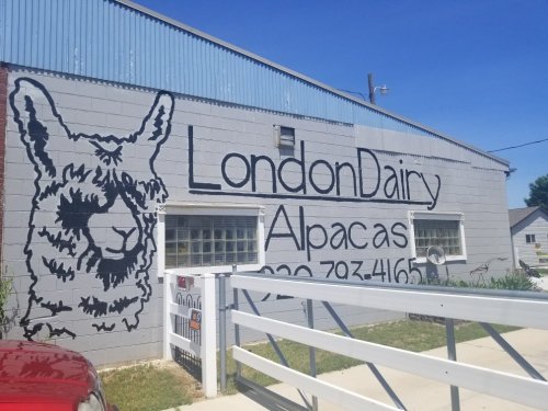 Mural of an alpaca on a building with the text "London Dairy Alpacas" and a phone number. Clear blue sky above.