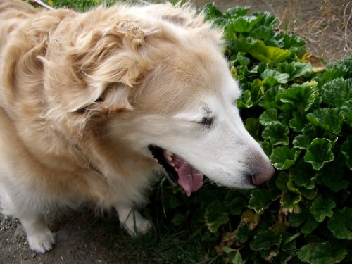 A golden retriever with a fluffy coat stands beside lush green foliage, panting happily.