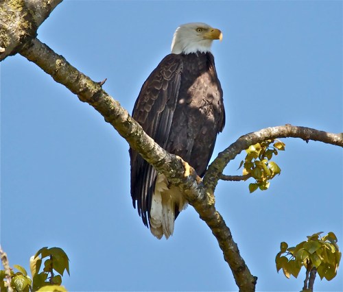 A bald eagle perched on a tree branch against a clear blue sky.