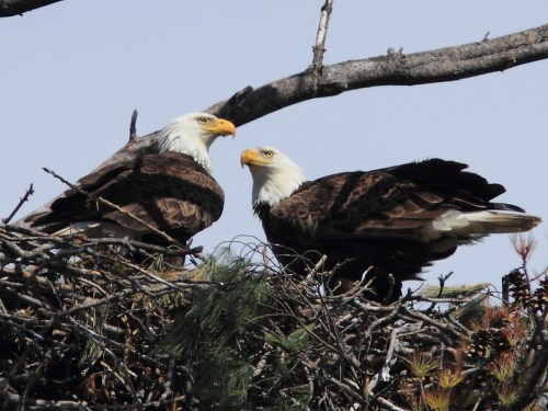 Two bald eagles perched on a nest, surrounded by branches against a clear sky.