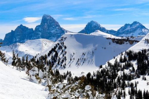 Snow-covered mountains under a clear blue sky, with evergreen trees scattered across the foreground.
