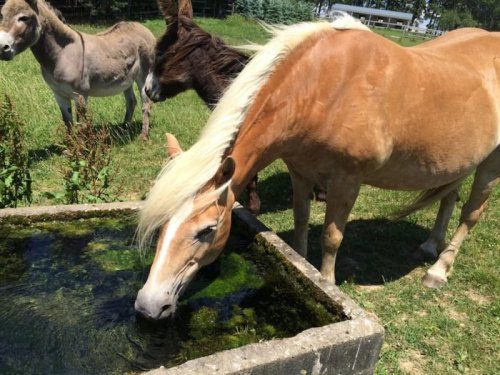 A light-colored horse drinks from a stone trough, with donkeys grazing in the background on a sunny day.