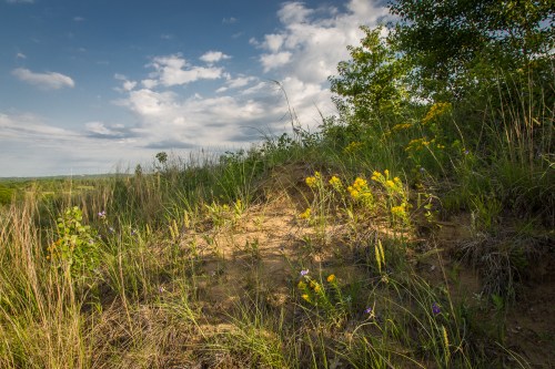 A sandy hillside with wildflowers and tall grass under a partly cloudy sky.