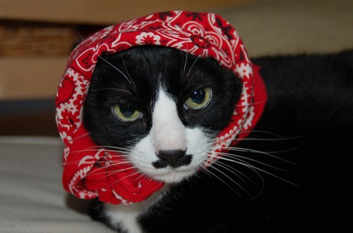 A black and white cat wearing a red patterned scarf around its head, looking directly at the camera.