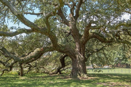A large, sprawling tree with thick branches and lush green leaves, set in a grassy area under a clear blue sky.
