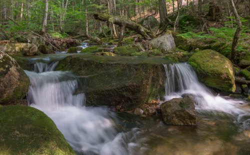 A serene forest scene featuring a gentle stream flowing over moss-covered rocks surrounded by lush greenery.