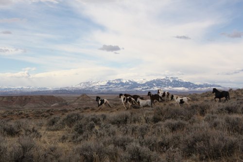 A herd of horses grazes in a grassy landscape with mountains and clouds in the background.