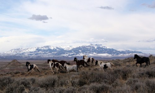 A herd of horses gallops across a rugged landscape with snow-capped mountains in the background under a cloudy sky.