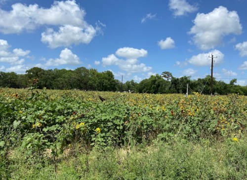 A vibrant field of sunflowers under a blue sky with fluffy clouds, surrounded by greenery and power lines.