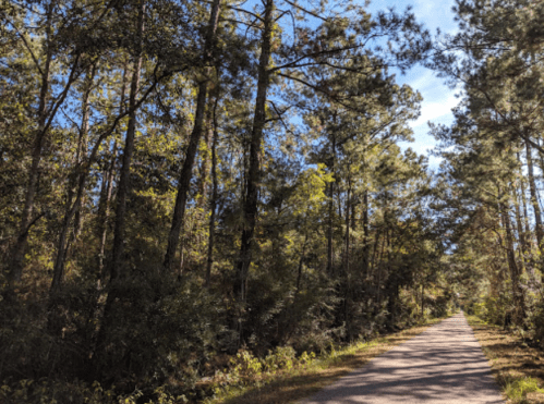 A serene dirt path surrounded by tall trees and greenery under a clear blue sky.