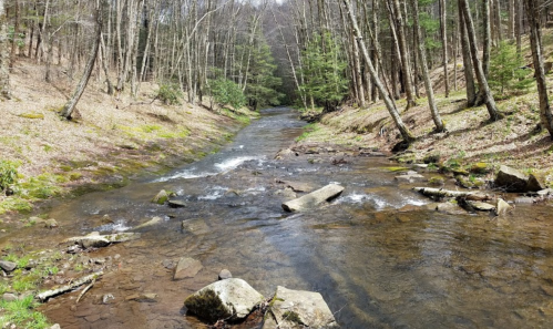 A serene stream flows through a wooded area, surrounded by trees and moss-covered rocks.