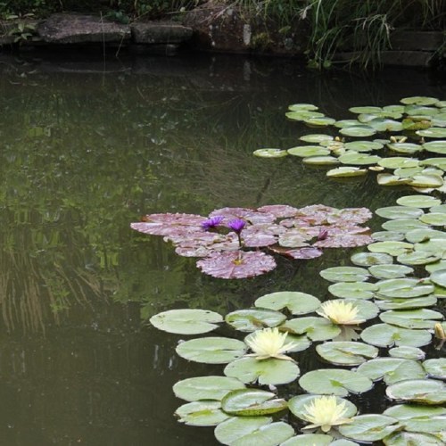 A serene pond with green lily pads and a purple water lily blooming among them.