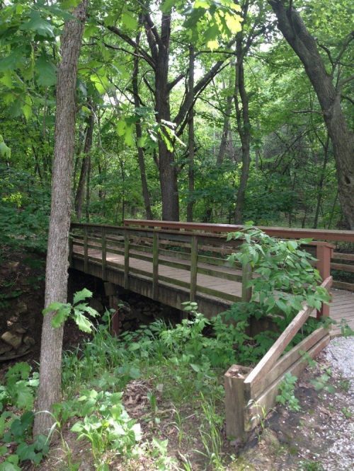 A wooden bridge spans a small creek, surrounded by lush green trees and foliage in a serene forest setting.