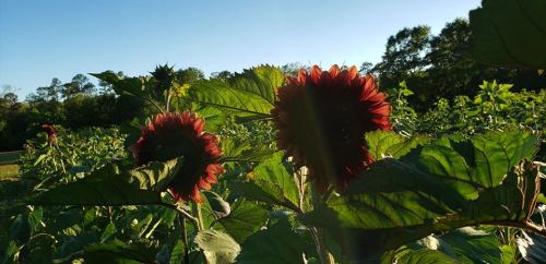 Sunflowers with vibrant red petals stand tall among green leaves under a clear blue sky.